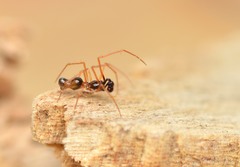 Coleosoma