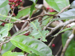 Lacistema aggregatum