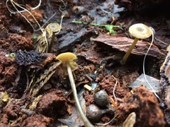Entoloma readiae