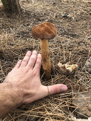 Battarrea phalloides