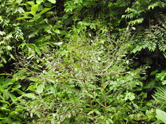 Lacistema aggregatum