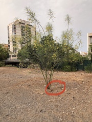 Battarrea phalloides