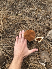 Battarrea phalloides