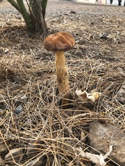 Battarrea phalloides