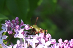 Hemaris gracilis