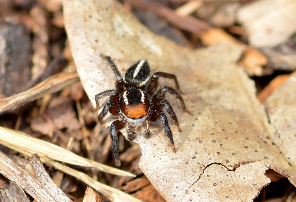 Phlegra hentzi in May 2017 by Robby Deans · iNaturalist