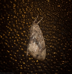 Crocidolomia suffusalis