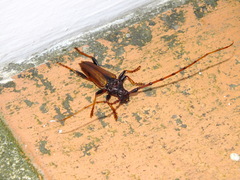 Andraegoidus rufipes