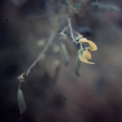 Crotalaria laburnifolia
