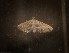 Araeopteron canescens