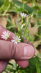Stellaria graminea