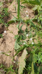 Stellaria graminea