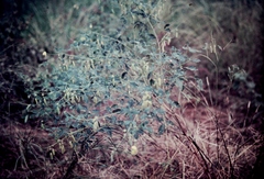 Crotalaria laburnifolia