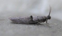 Wockia asperipunctella