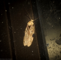 Elaeonoma deltacostamela