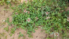 Trifolium repens