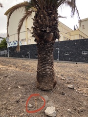 Battarrea phalloides