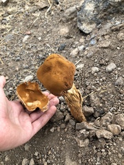 Battarrea phalloides