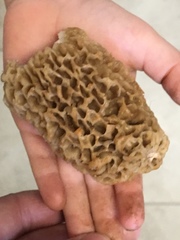 Morchella americana