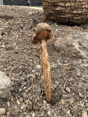 Battarrea phalloides