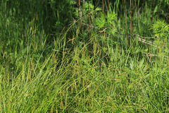 Carex arnellii