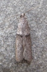 Wockia asperipunctella