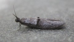 Wockia asperipunctella