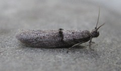 Wockia asperipunctella