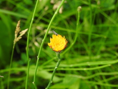 Pilosella aurantiaca
