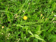 Pilosella aurantiaca