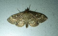 Anania coronata