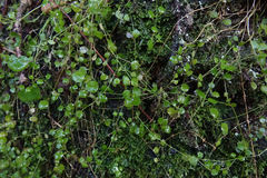 Stellaria parviflora