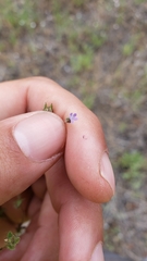 Allophyllum gilioides