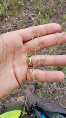 Allophyllum gilioides