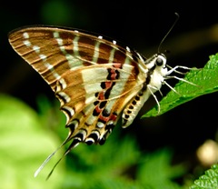 Graphium nomius