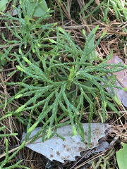 Diphasiastrum complanatum