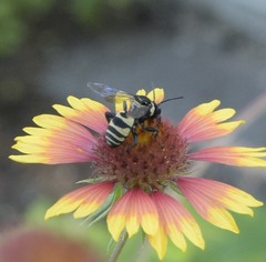 Triepeolus concavus