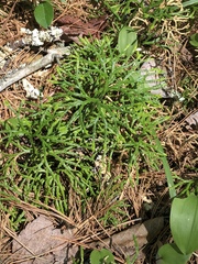 Diphasiastrum complanatum