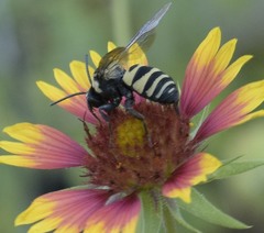 Triepeolus concavus