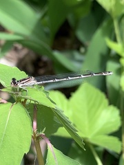 Enallagma durum