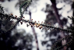 Daviesia squarrosa