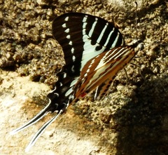 Graphium nomius
