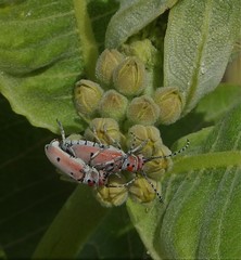 Tetraopes annulatus