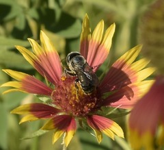 Osmia texana