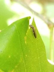 Dalopius