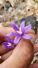 Brodiaea rosea rosea