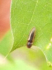 Dalopius