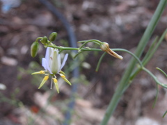 Dianella caerulea producta
