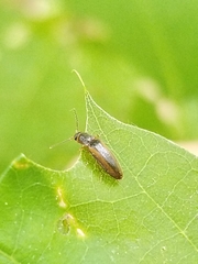 Dalopius
