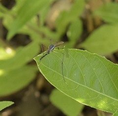 Toxorhynchites rutilus septentrionalis